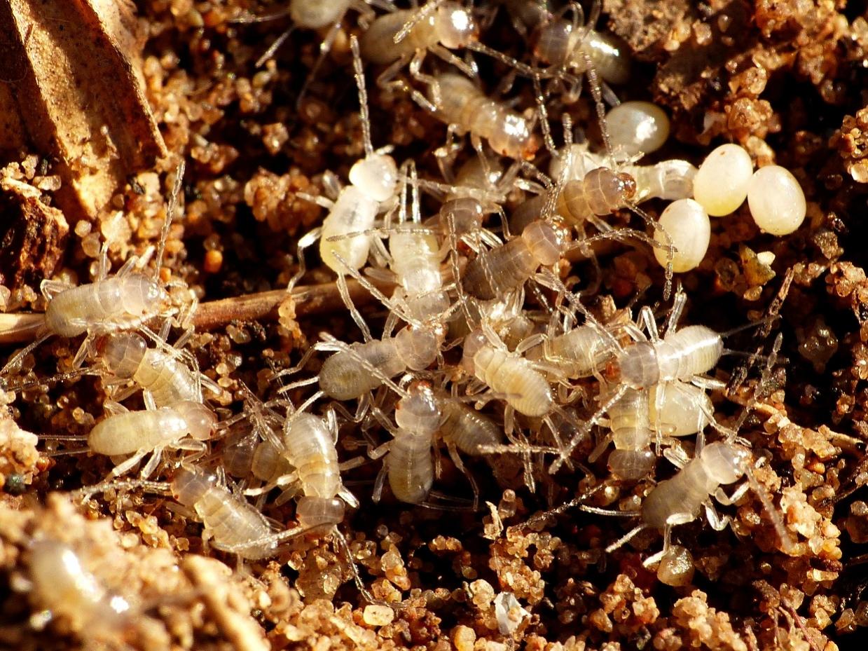 Nido di Forficula auricularia